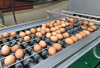 서울대 목장 계란 전수검사 결과